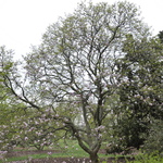 Magnolia x soulangiana Verbanica — photo 3
