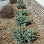 Juniperus Squamata Holger — photo 1
