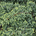 Juniperus Squamata Holger — photo 2