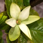 Magnolia x Sunburst — photo 2