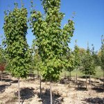 Acer saccharum 'Endowment' — photo 3