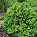 Chamaecyparis Pisifera Plume Juniperis — photo 1