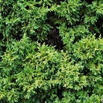 Chamaecyparis Pisifera Plume Juniperis — photo 2