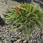Juniperus Horizontalis 'Prince Of Wales' — photo 1