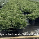 Juniperus Horizontalis 'Prince Of Wales' — photo 2