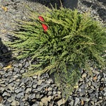 Juniperus Horizontalis 'Prince Of Wales' — photo 3