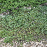 Juniperus Venusta Juniper — photo 1