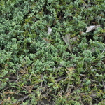 Juniperus Venusta Juniper — photo 2