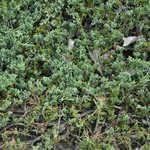 Juniperus Horizontalis Venusta Creeping Juniper — photo 2