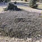 Juniperus Horizontalis Venusta Creeping Juniper — photo 3