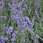Lavandula  Angustifolia — photo 1