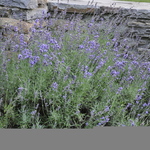 Lavandula  Angustifolia — photo 2