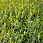 Lavandula Angustifolia  -Lavandin — photo 1