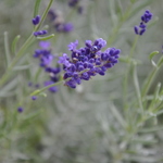 Lavandula Angustifolia  -Lavandin — photo 2