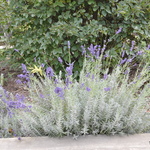 Lavandula Angustifolia  -Lavandin — photo 3