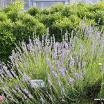 Lavandula Angustifloia  - Munstead — photo 1