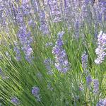 Lavandula Angustifloia  - Munstead — photo 2