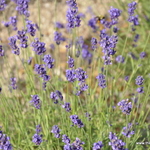Lavandula Blue River — photo 1