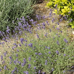Lavandula Blue River — photo 2