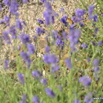 Lavandula Blue River — photo 3