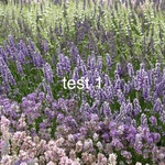 Lavandula X Intermedia -super- Lavandin — photo 1