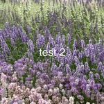 Lavandula X Intermedia -super- Lavandin — photo 2
