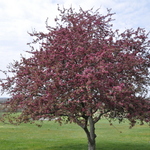Malus 'Profusion' — photo 2