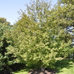 Malus 'Profusion' — photo 3