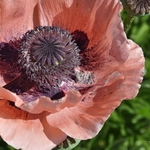 Papaver Orientale 'Princess Louise' — photo 1