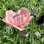 Papaver Orientale 'Princess Louise' — photo 2