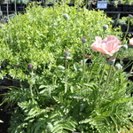 Papaver Orientale 'Princess Louise' — photo 3