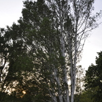 Pinus Bungeana Silver Ghost — photo 1