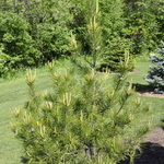 Pinus Bungeana Silver Ghost — photo 4