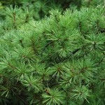 Pinus Cembra Pygmaea — photo 1