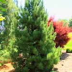 Pinus Cembra Silver Sheen — photo 1
