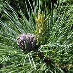 Pinus Cembra Silver Sheen — photo 2