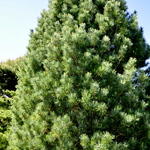 Pinus Cembra Silver Sheen — photo 3