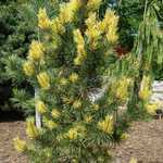 Pinus Contorta 'Taylor's Sunburst' — photo 1