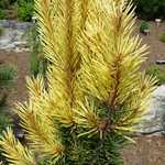 Pinus Contorta 'Taylor's Sunburst' — photo 2