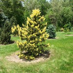 Pinus Contorta 'Taylor's Sunburst' — photo 3