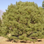 Pinus Densiflora Umbraculifera Compacta — photo 1