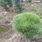 Pinus Densiflora Umbraculifera Compacta — photo 2