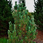 Pinus Flexilis Dufunny — photo 1