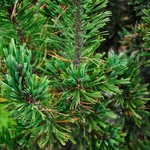 Pinus Flexilis Dufunny — photo 2
