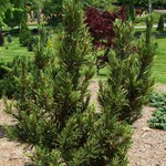 Pinus Flexilis Dufunny — photo 3