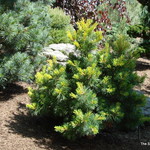 Pinus Parviflora `Goldilocks' — photo 1