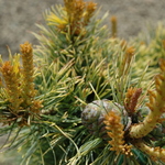 Pinus Parviflora `Goldilocks' — photo 2