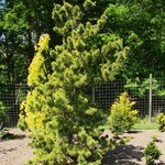 Pinus Parviflora `Goldilocks' — photo 3