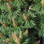 Pinus Mugo 'Green Candle' — photo 1