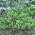 Pinus Mugo 'Green Candle' — photo 2